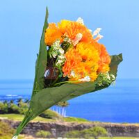 Big Leaf Orange Decorative Flower Plant