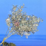 Awesome Silver Decorative Artificial Plant for Pot