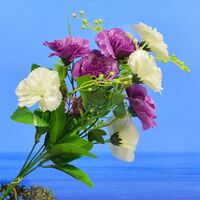 Beautiful Purple and White Buds Flower Plant for Pot